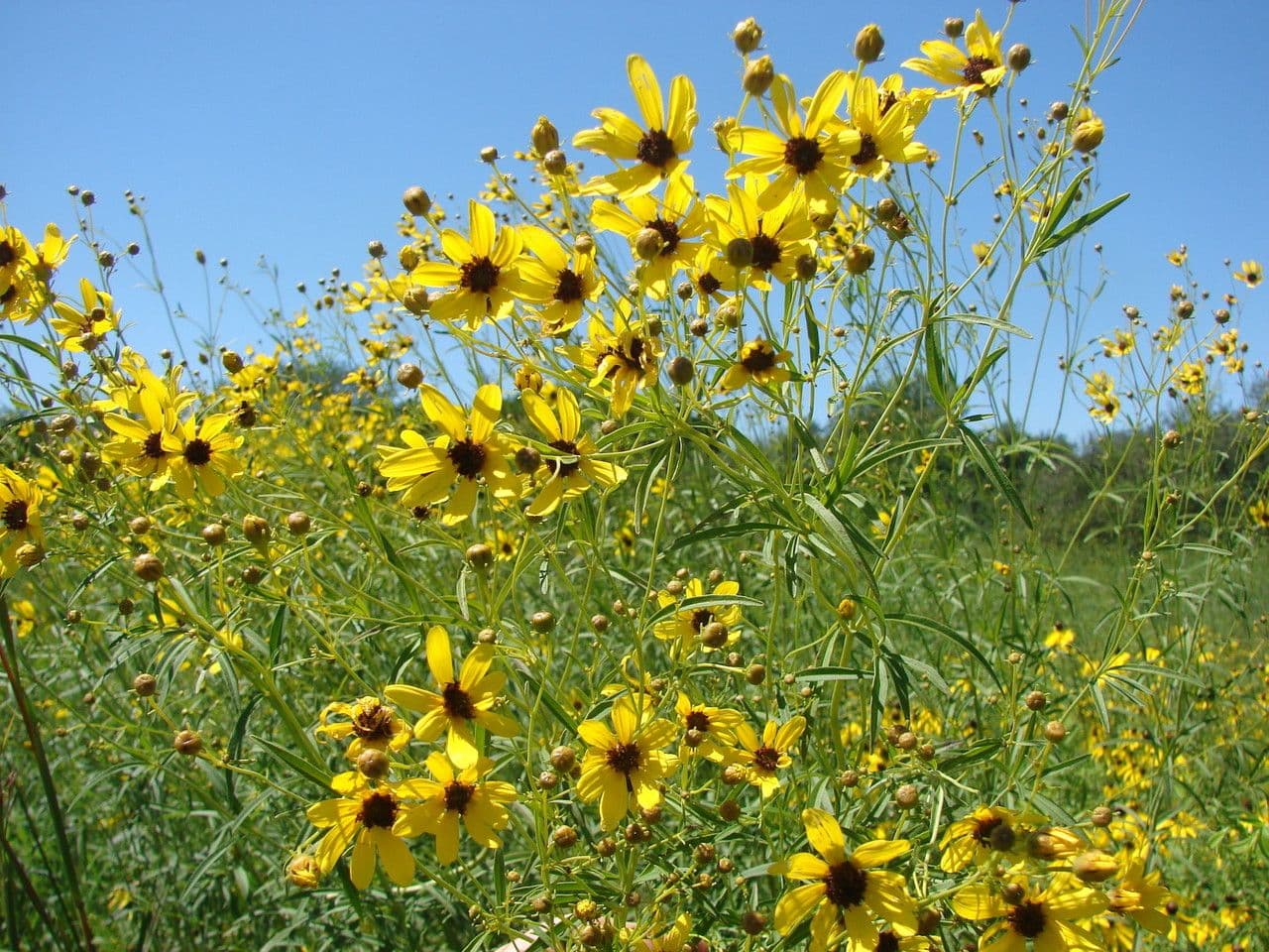 Coreopsis 6