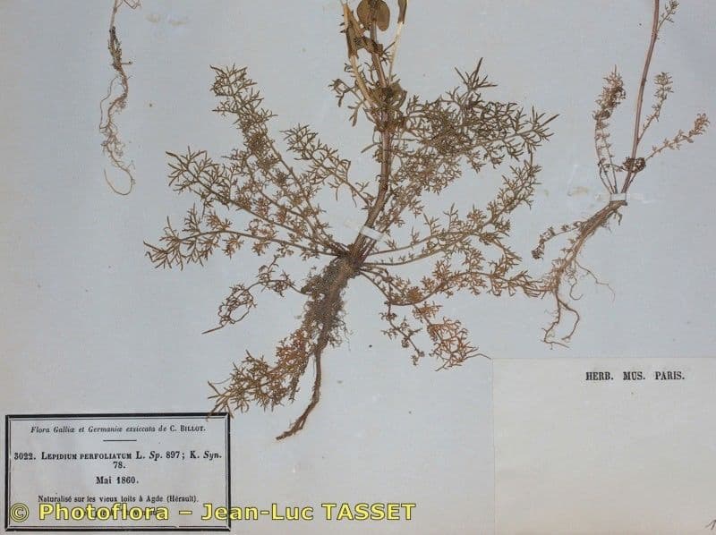 Lepidium perfoliatum 20
