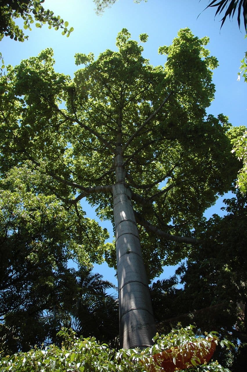 Cavanillesia platanifolia 4