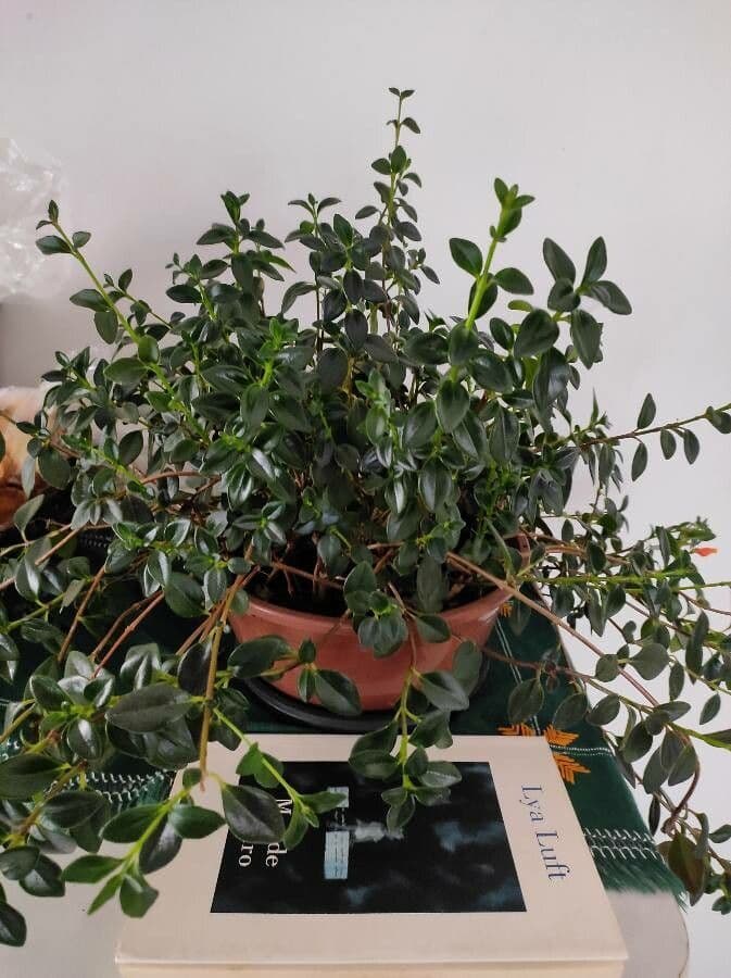 Nematanthus 10