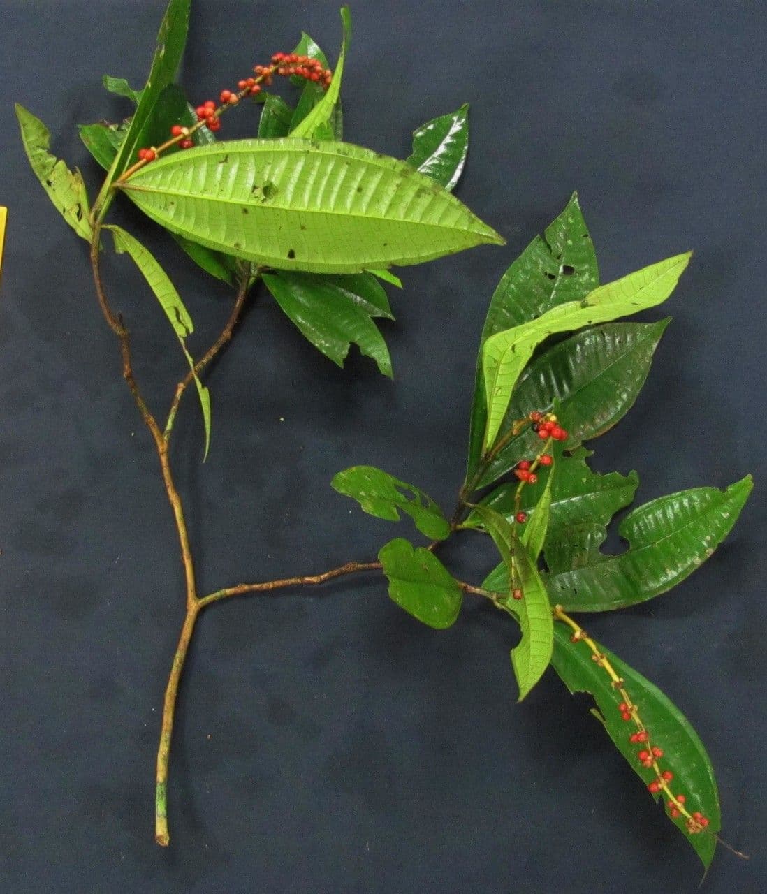 Miconia triplinervis