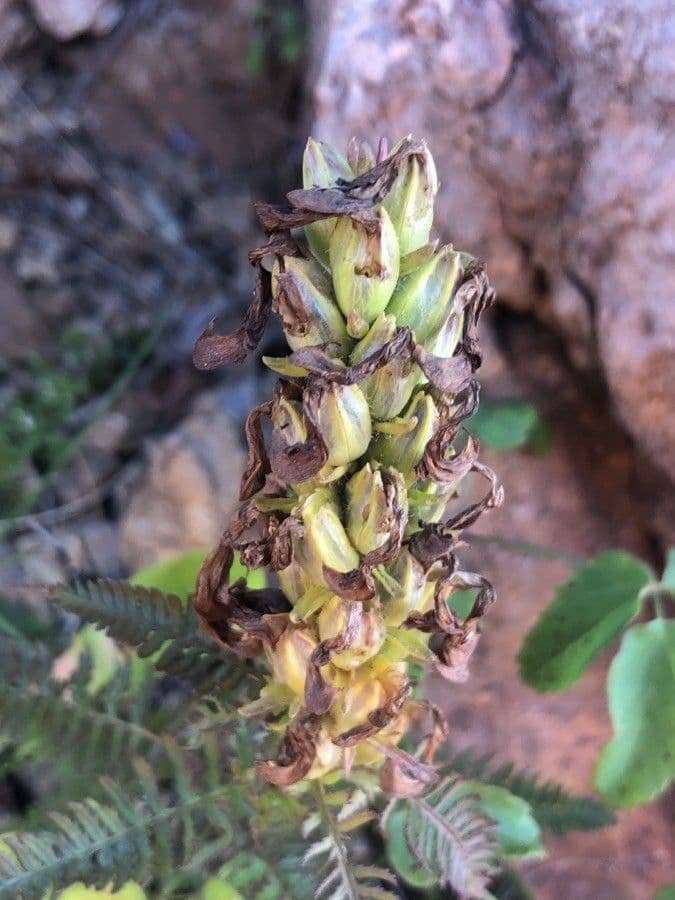 Pedicolare verticillata