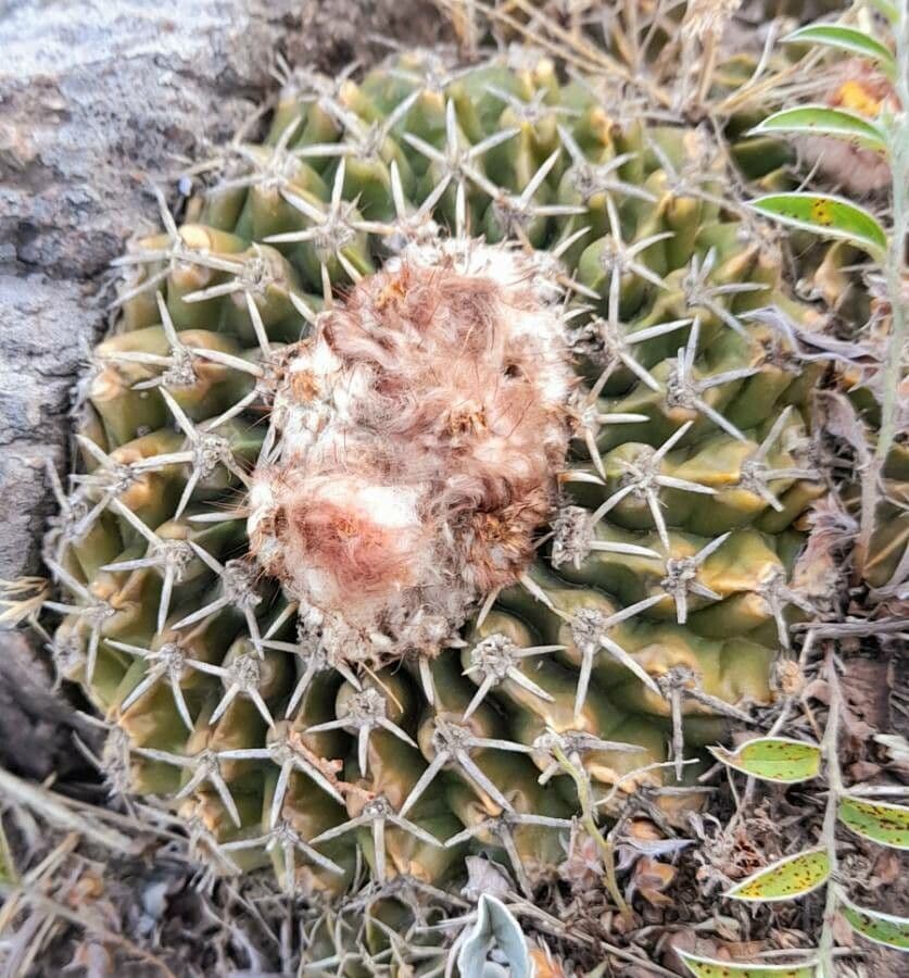 Parodia 7