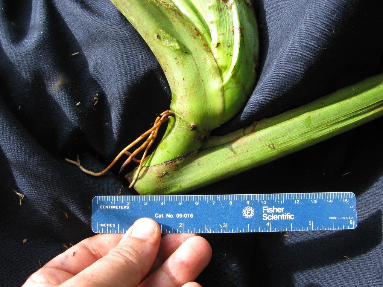 Syngonium 18