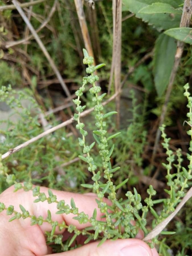 Suaeda marittima
