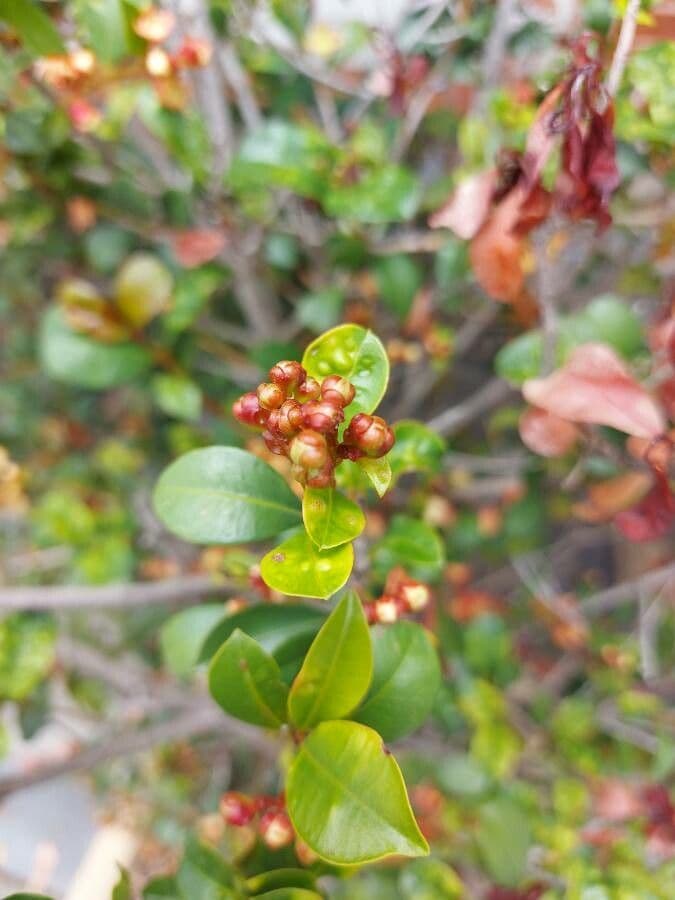Syzygium paniculatum 6