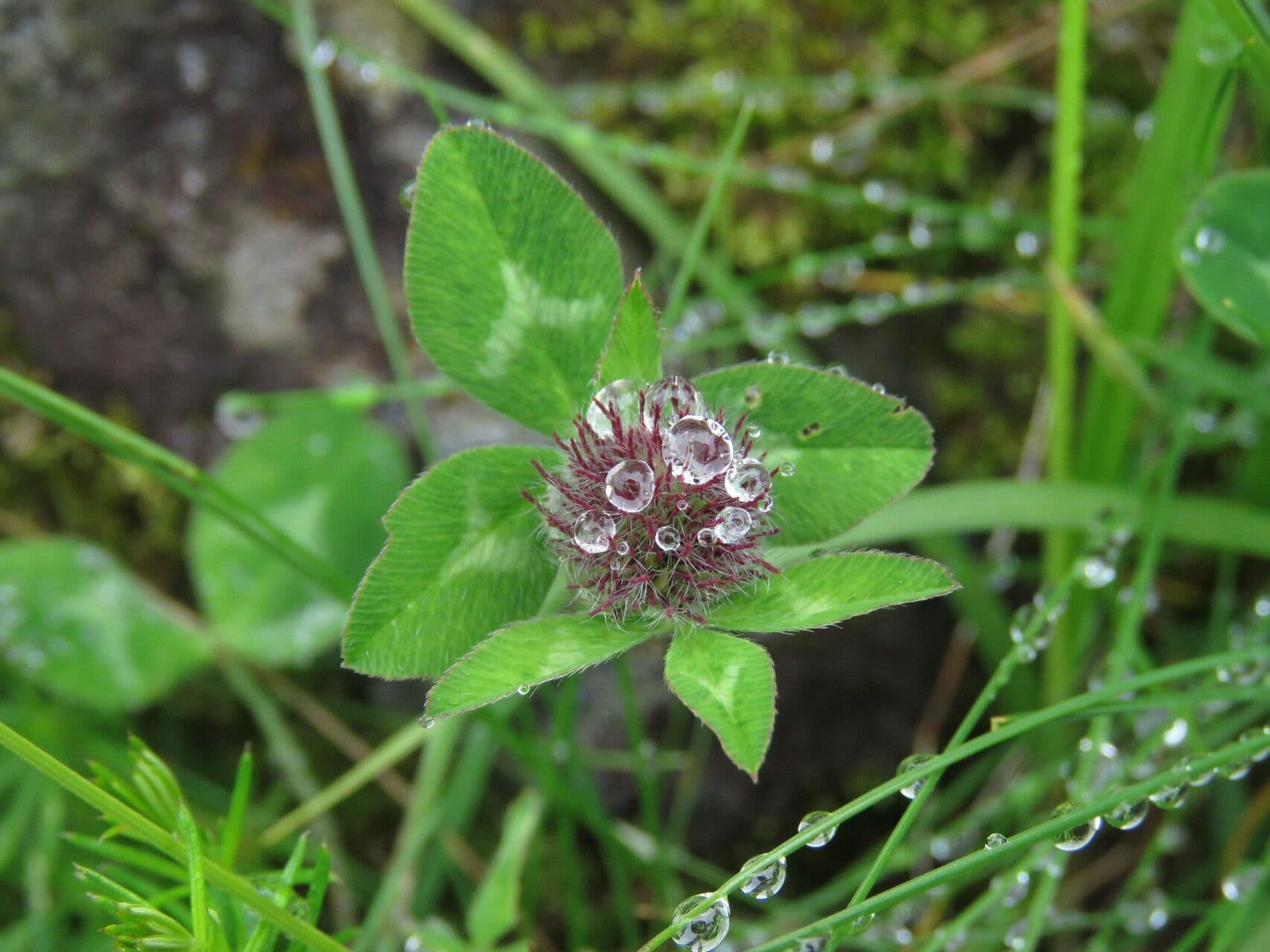 Trifoglio agglomerato 10