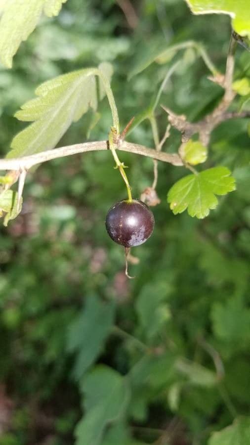 Ribes divaricato