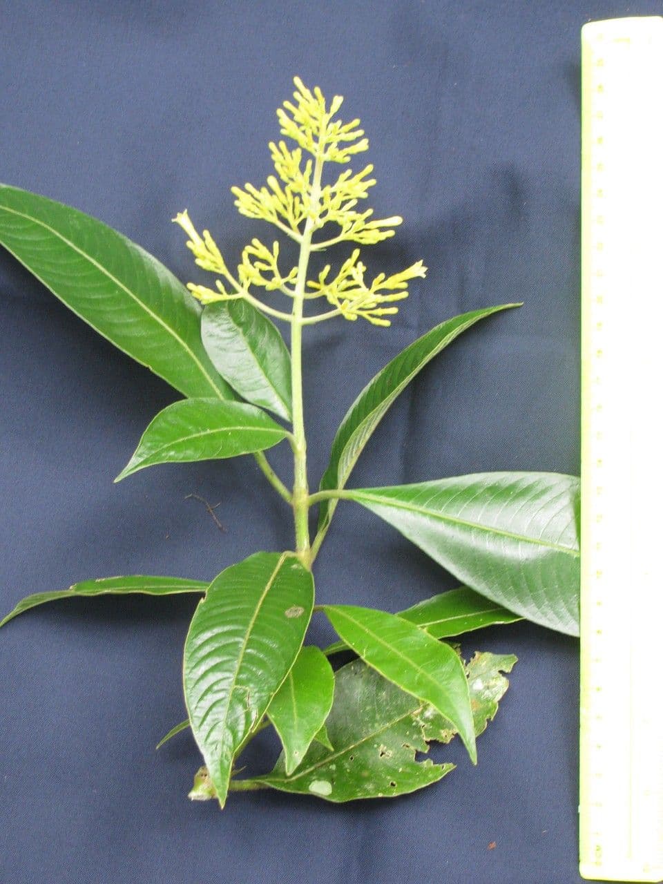 Palicourea 6