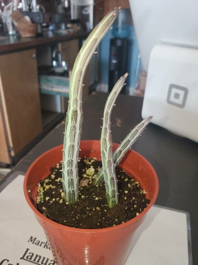 Kleinia 8