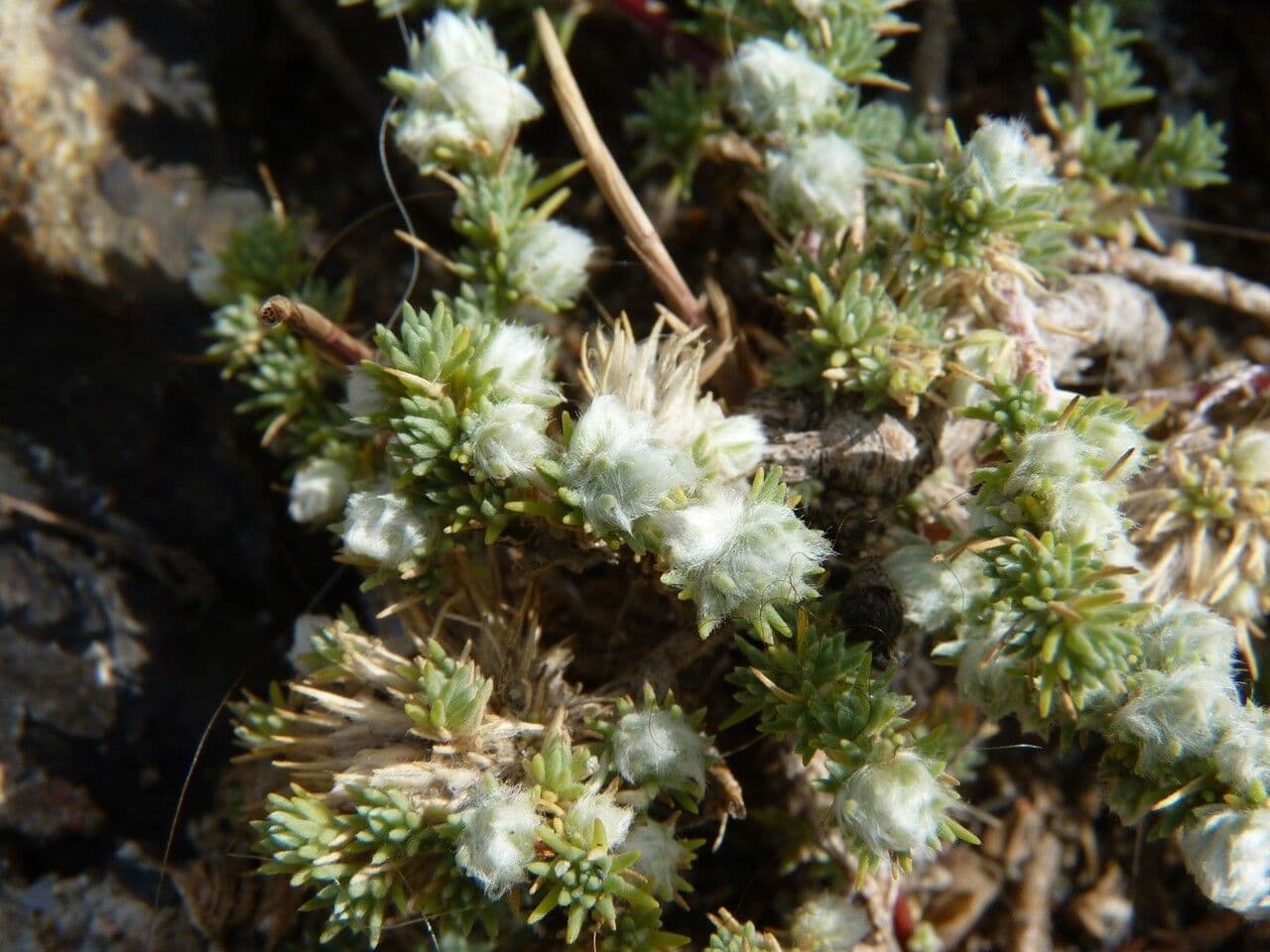 Camphorosma 8