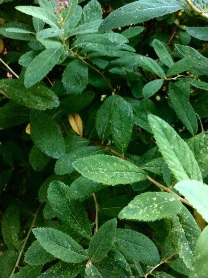 Spiraea di Douglas 20