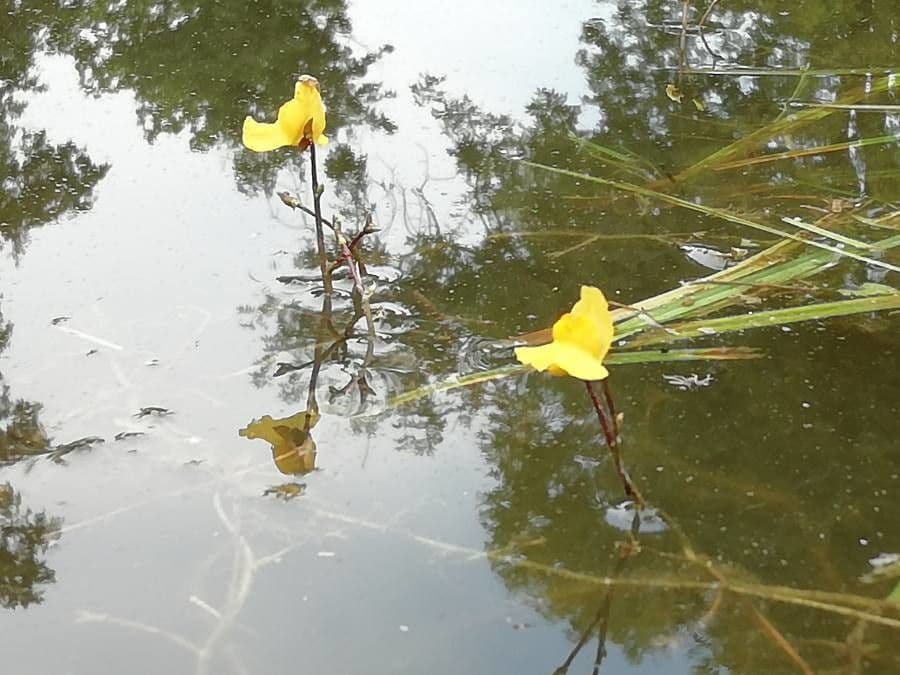 Utricularia común 4