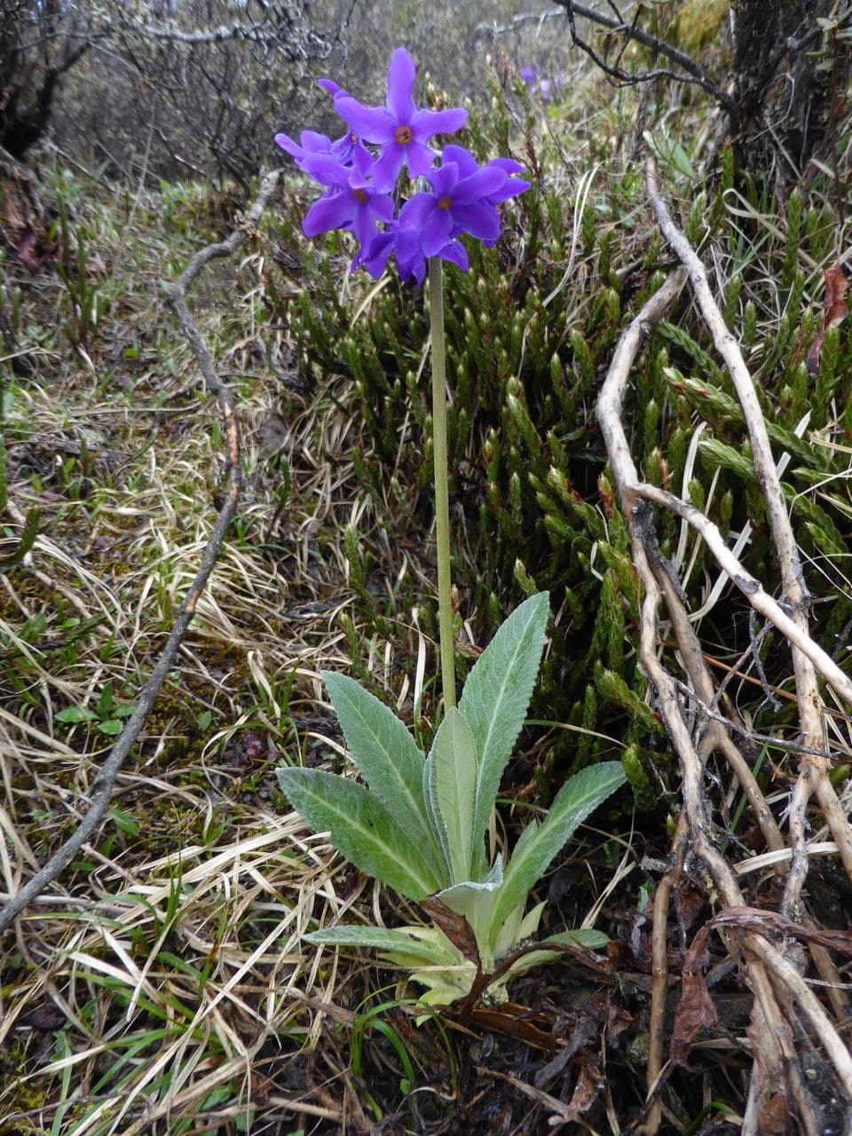 Primavera macrophylla 6