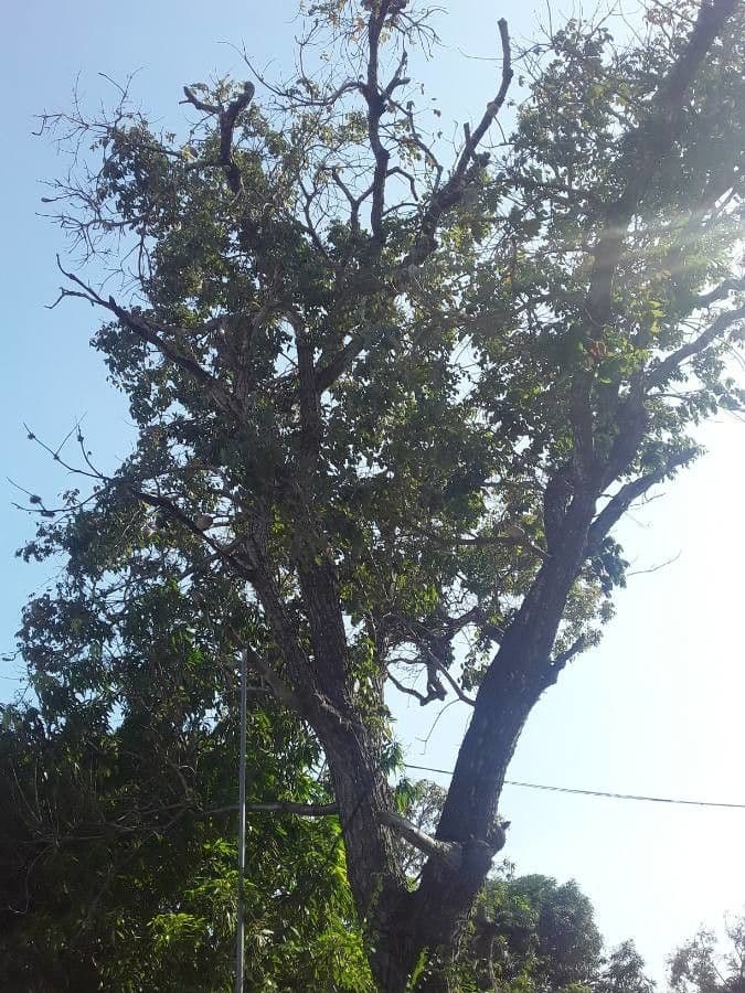 Mogano 24