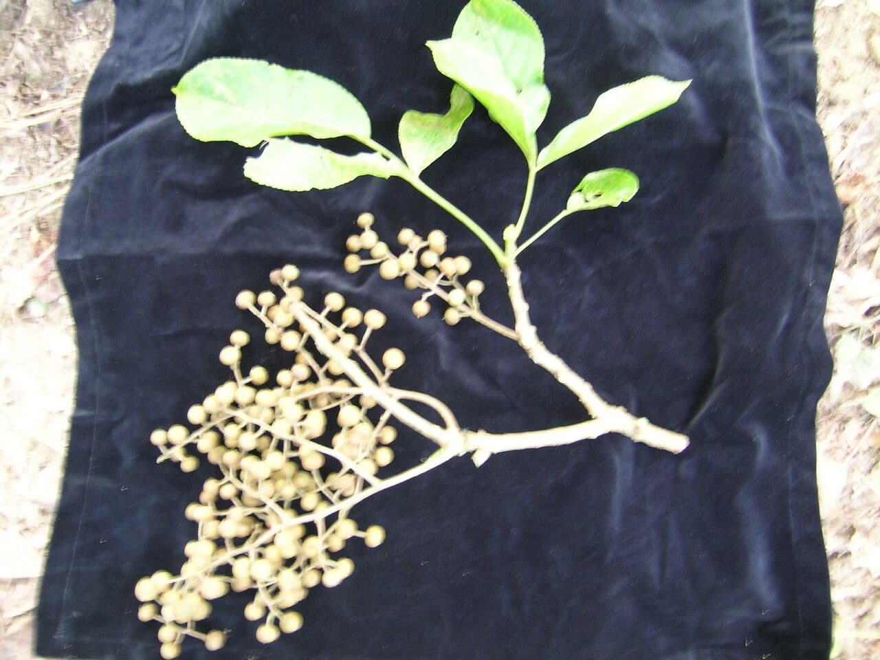 Bischofia javanica 10