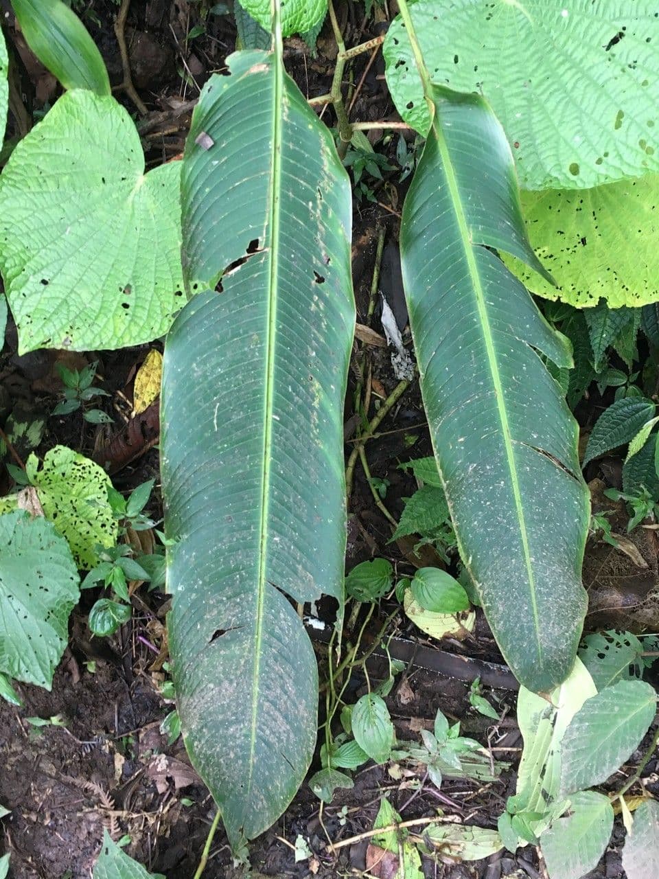 Heliconia pendente 2