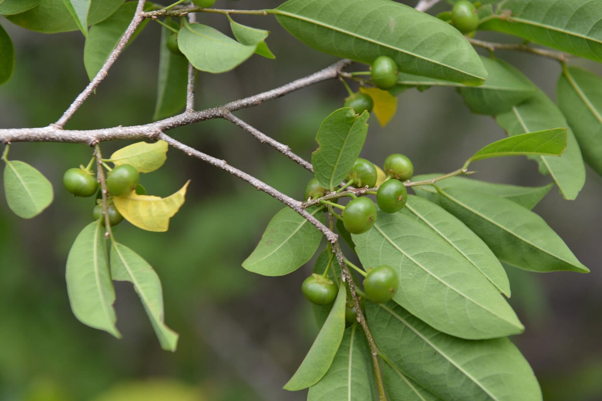 Margaritaria nobilis 3