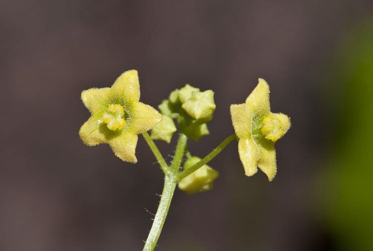 Cetriolo selvatico glabro 3