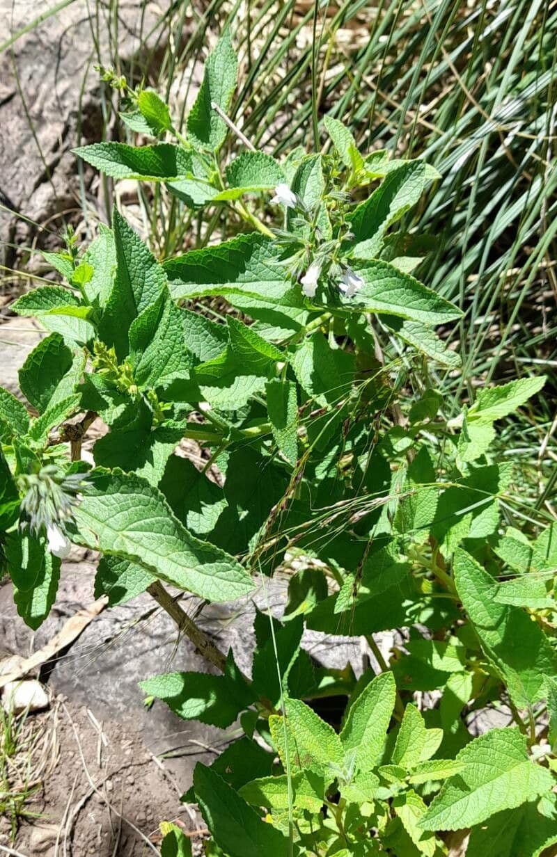 Lepechinia 7