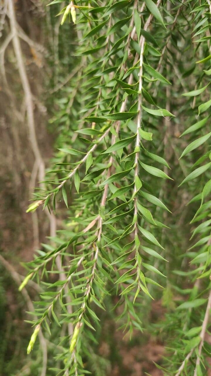 Melaleuca decorosa 3
