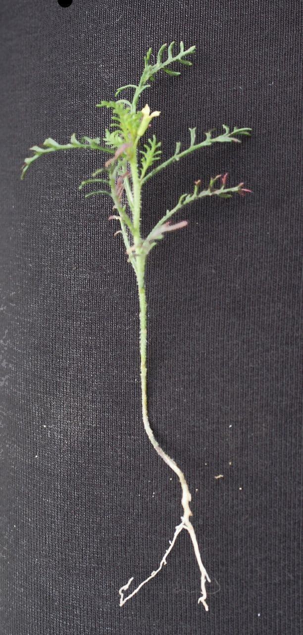 Löffelkohl 13