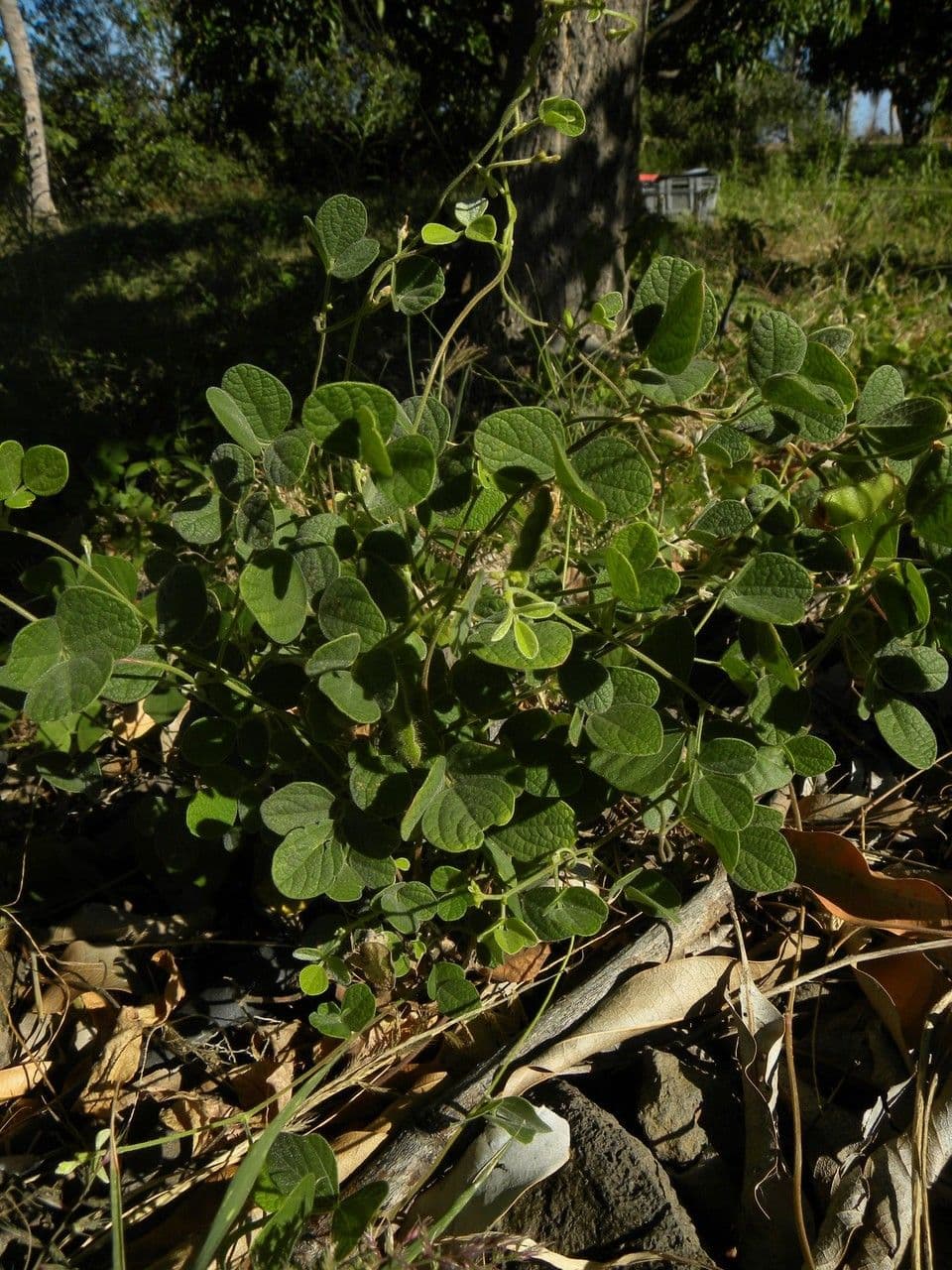 Cajan scarabeo 10