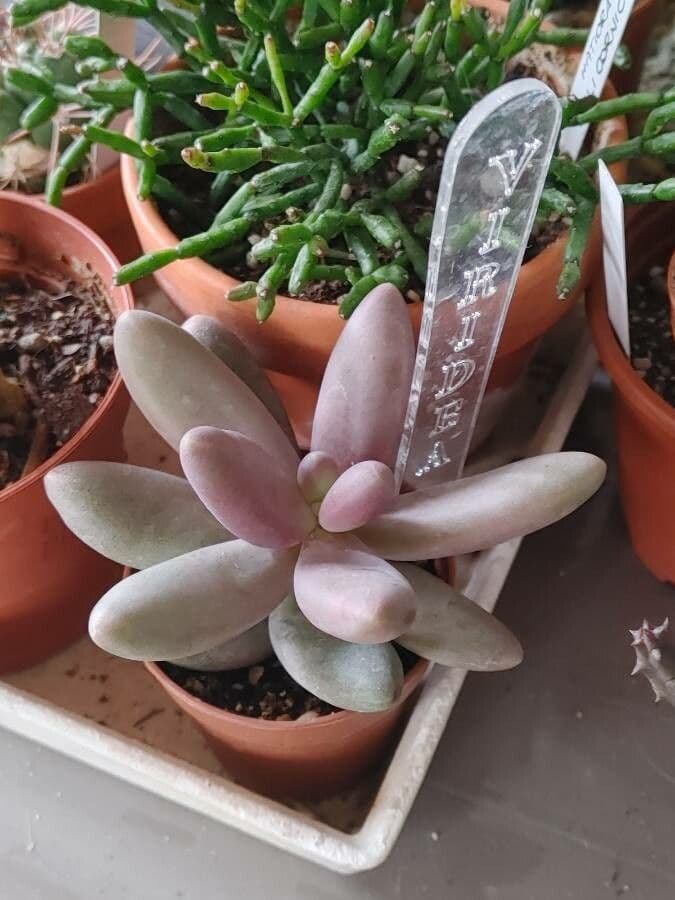 Pachyphytum 4