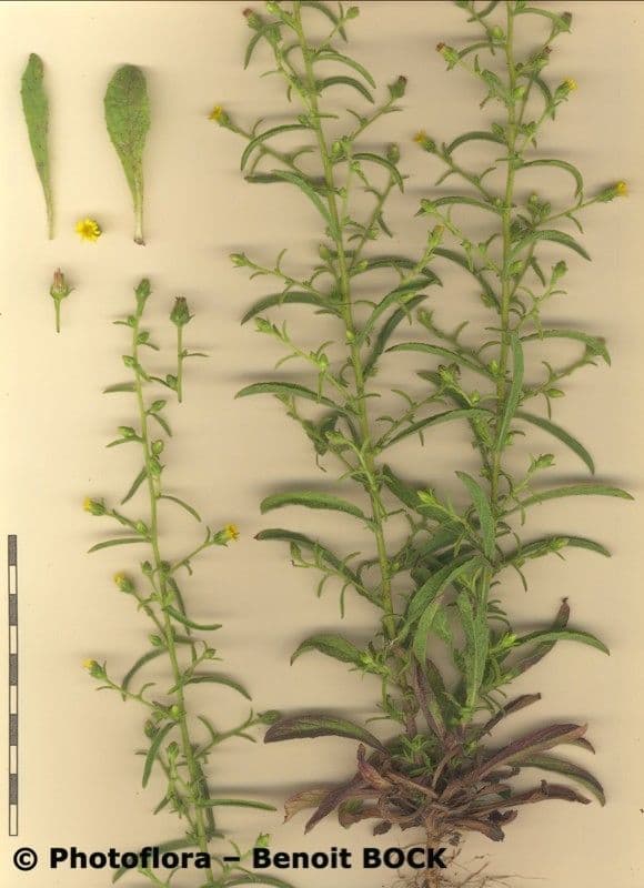 Inula fetida 35