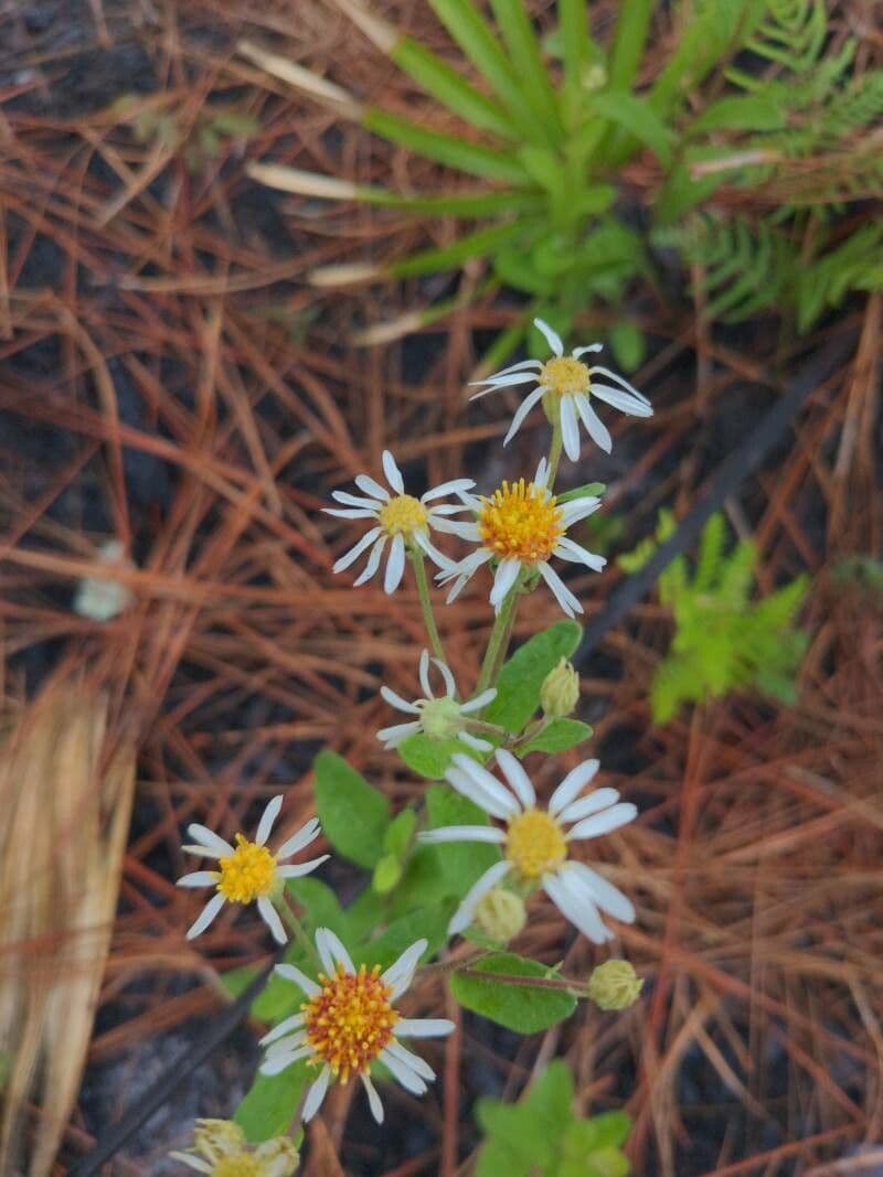 Sericocarpus tortifolius 2