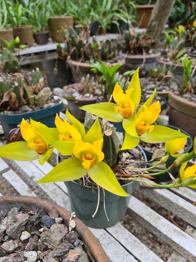Lycaste 3