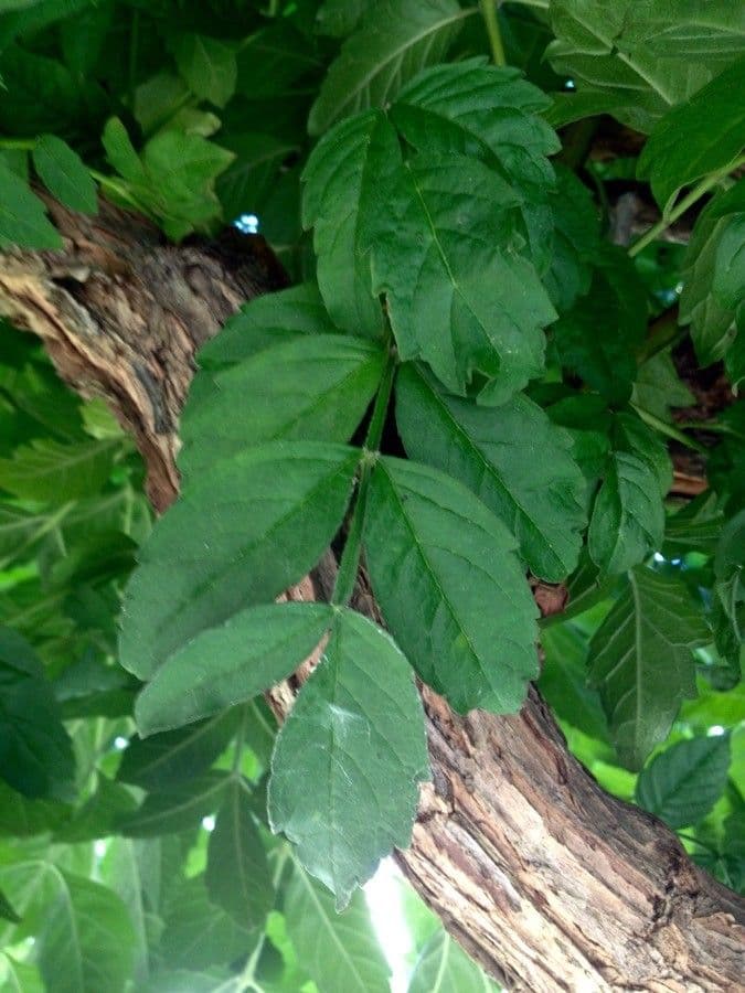 Bignonia cinese 18