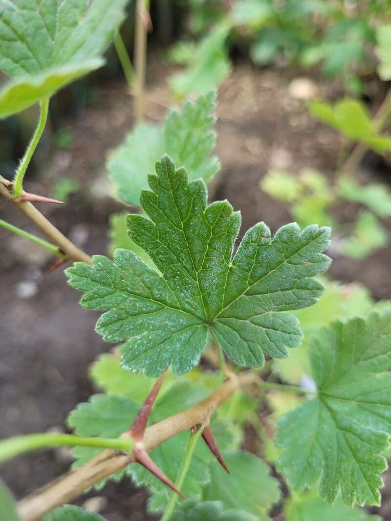 Ribes divaricato 13