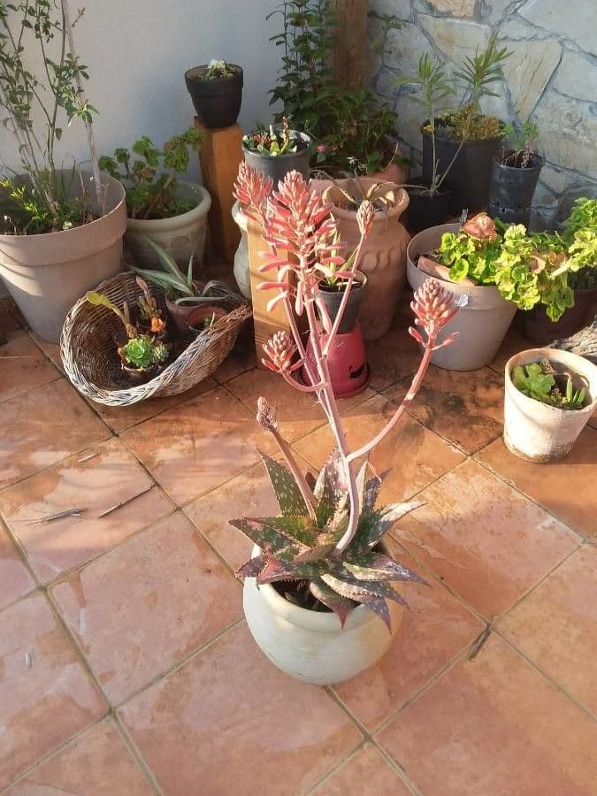 Aloe 5