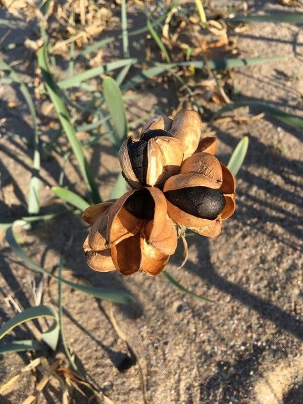 Pankracjum nadmorskie 5