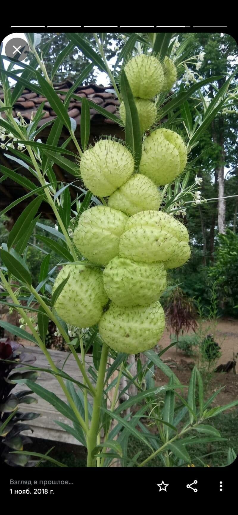 Gomphocarpus physocarpus