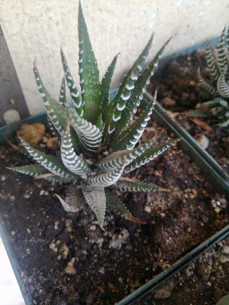 Pianta zebra 2
