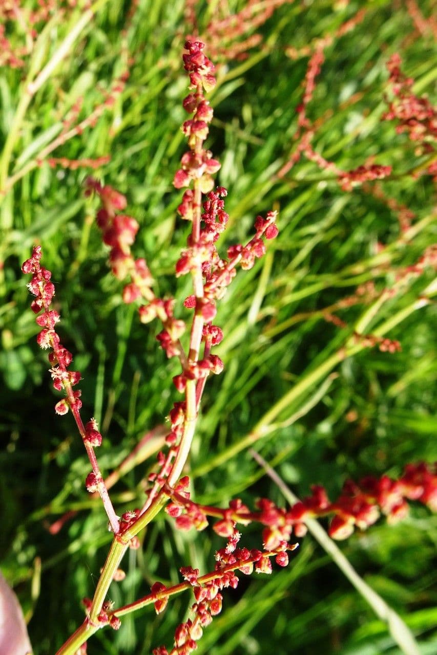 Acetosella 8