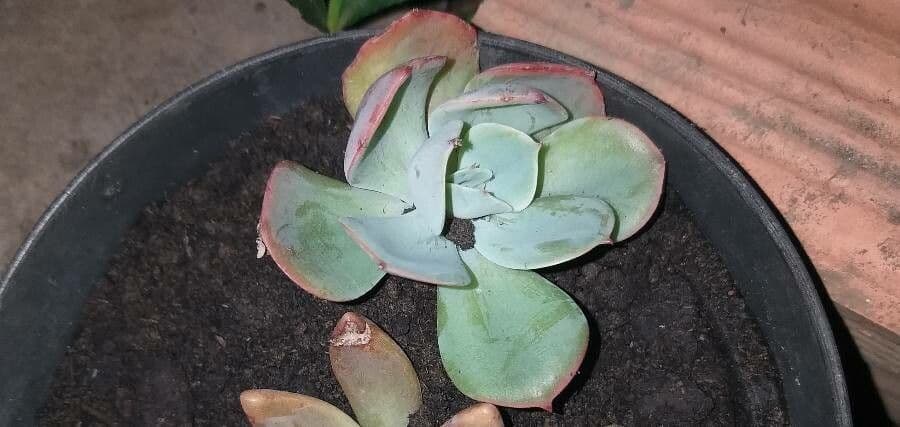 Echeveria 11