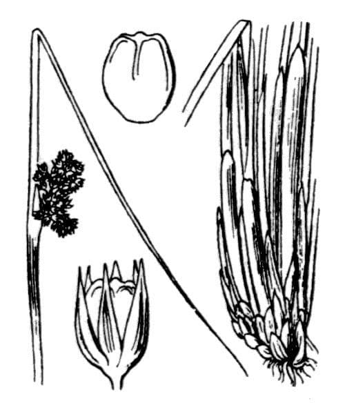 Giunco conglomerato 26