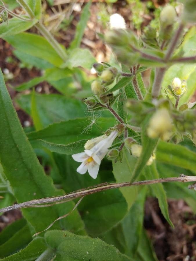 Penstemon pallidus 2