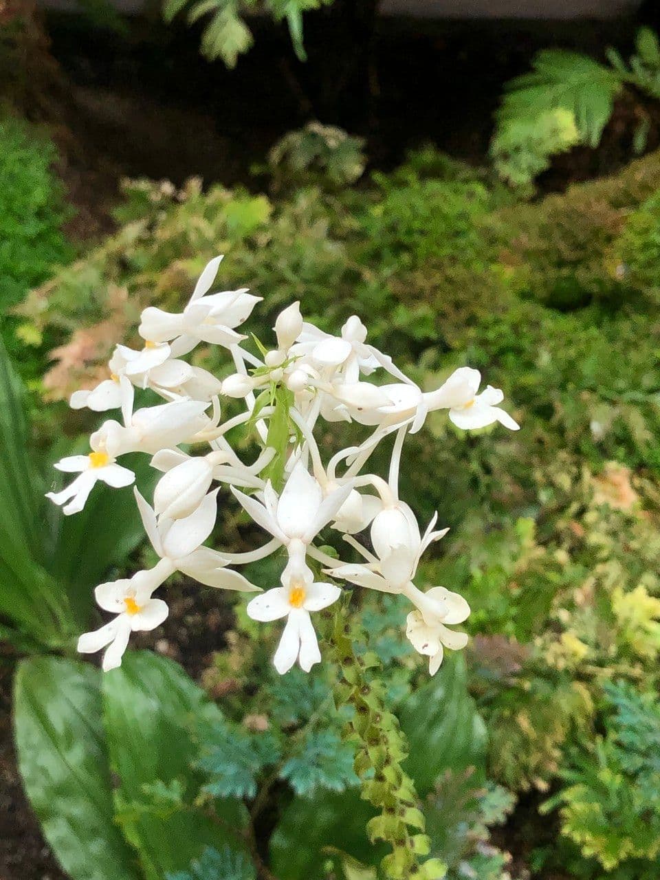 Calanthe 9