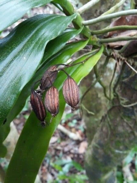 Orchidea