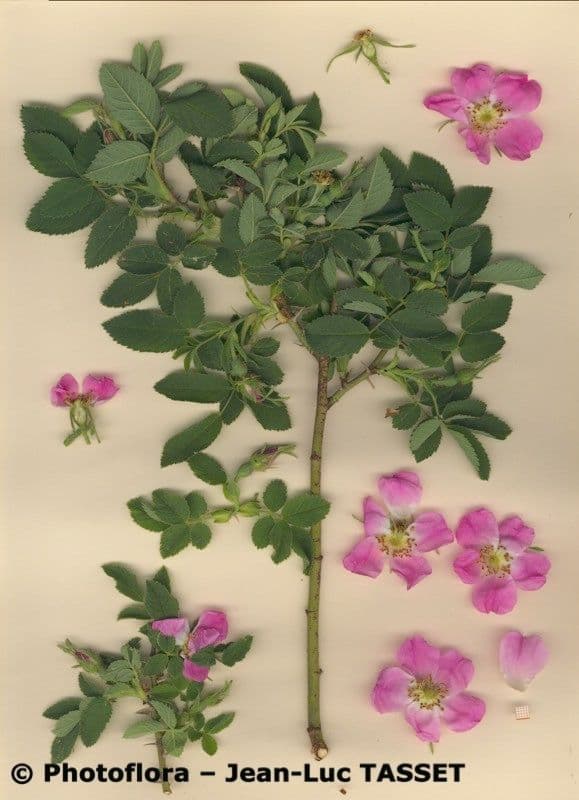 Weiche Rose 27