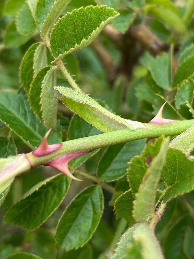 Kleinblütige Rose 30