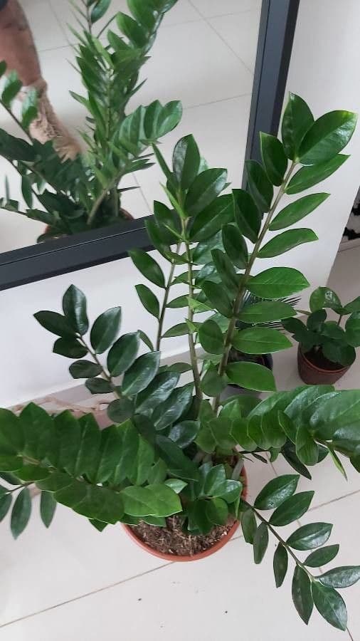 Pianta di ZZ 12