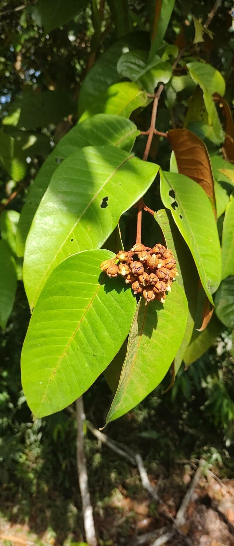 Vismia baccifera 7