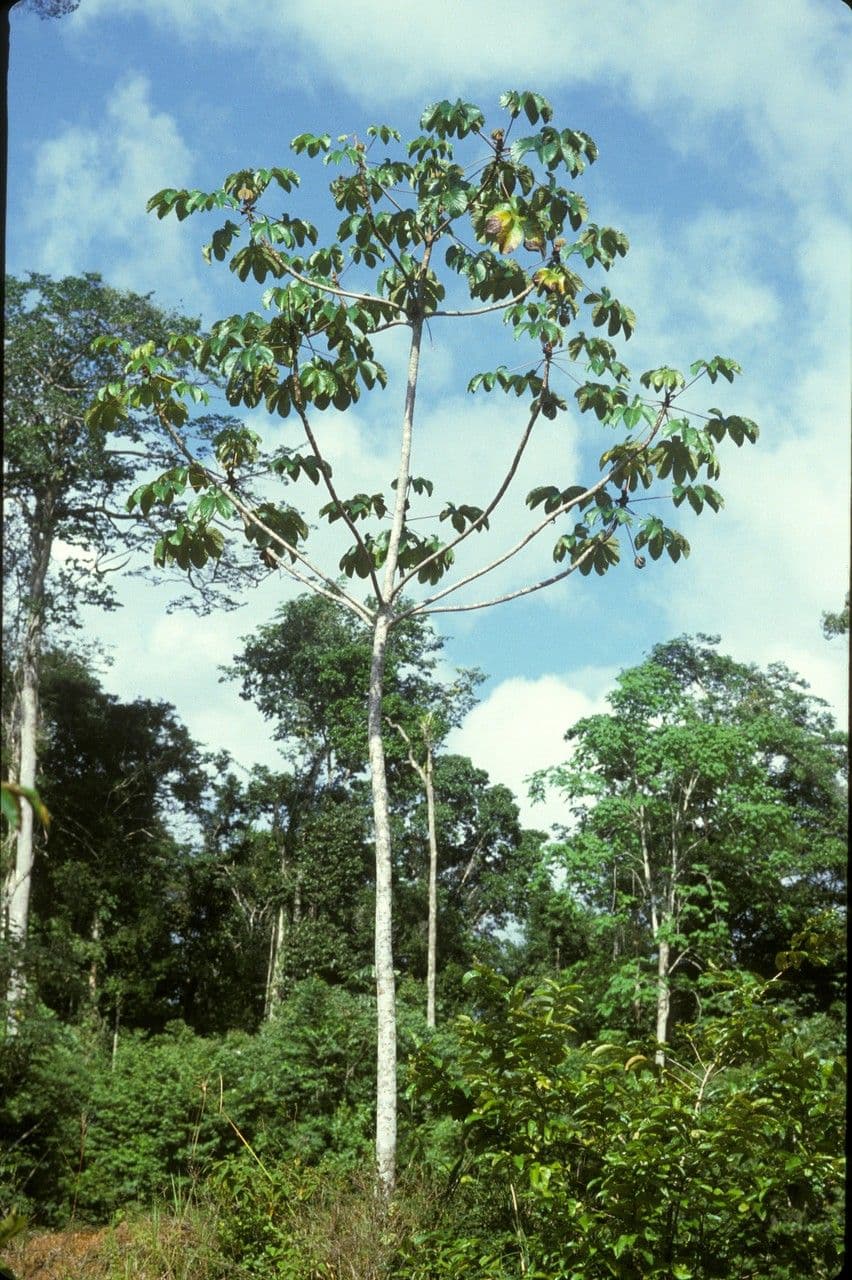 Albero serpente 4