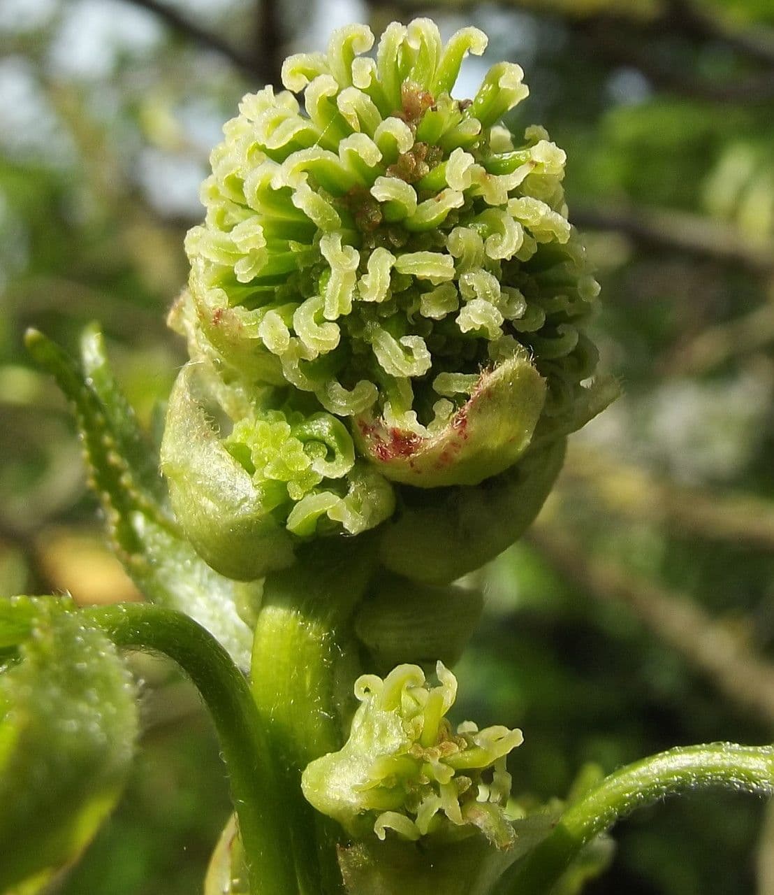 Liquidambar 6