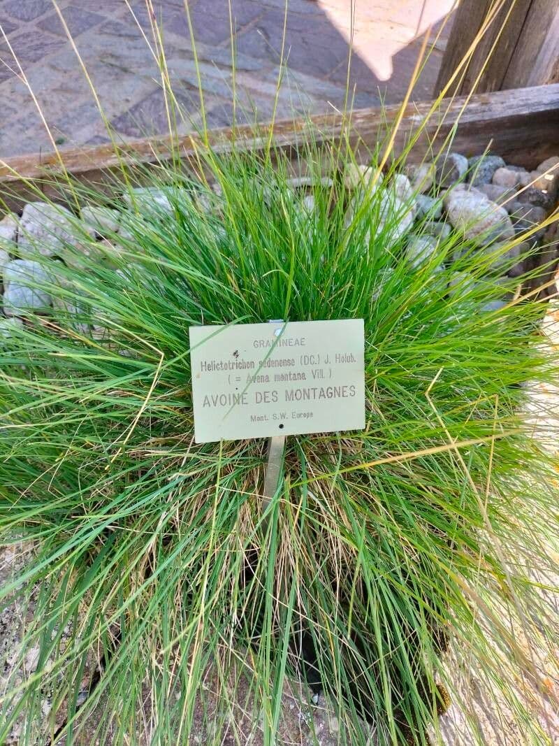 Avena di Sedenne
